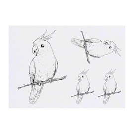 Azeeda 4 x 'Niedlicher Nymphensittich auf Ast' Temporäre Tattoos - Wasserfest, Hautfreundlich & Ungiftig · Transfers in Verschiedenen Größen (TO00082192)
