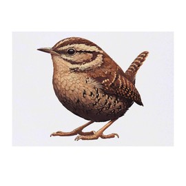 'Resting Wren Bird' Temporary Tattoo - Water Resistant, Skin-Safe, Non-Toxic Transfer (TO00081463)