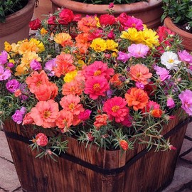 10000 Mixed Moss Rose Seeds - HOA Mười Giờ - AKA. Portulaca Grandiflora Mix, Moss-Rose Purslane, Eleven O'clock, Heat & Drought Tolerant 2 Grams