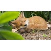 RUNADI 87719-D Fox Pup Sleeping Statue