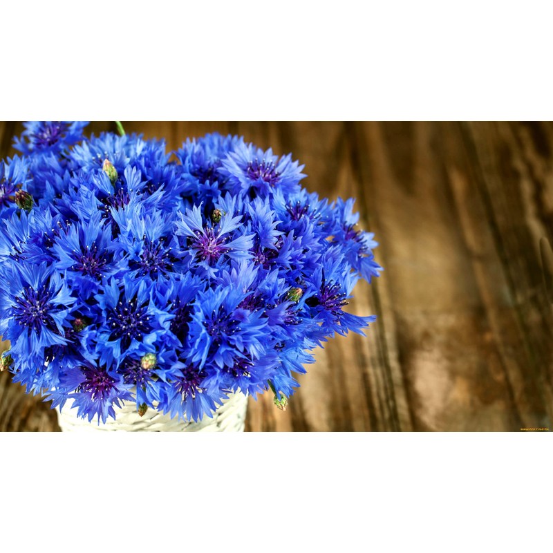 Blue Cornflower 300 Seeds for Planting Bachelor’s Buttons Boutonniere Flower