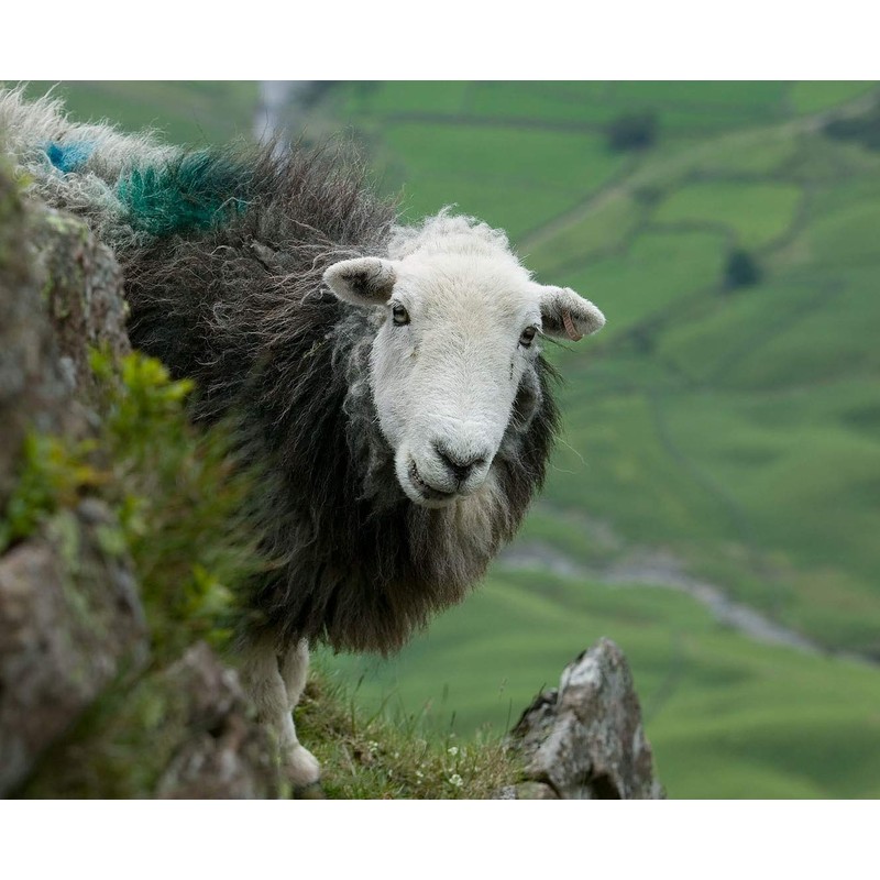 Men's Snug Feet 100% Herdwick Felt Boot Insole Grey