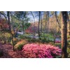 Azalea Vivid | 40 Live Plants | Red Flowering Rhododendron