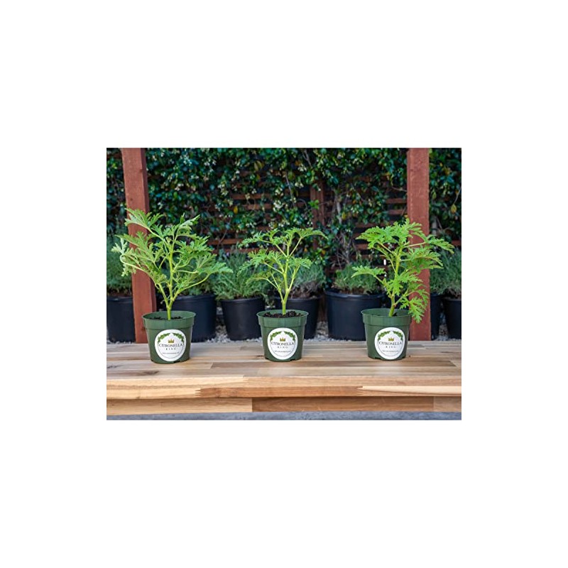 3 Citronella Plants, Mosquito Plants, 4” Nursery Pots, Live Plant