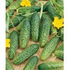 SeedsUP - 40+ Seeds Cucumber Parisian Gherkin - Vegetable Open-Pollinated