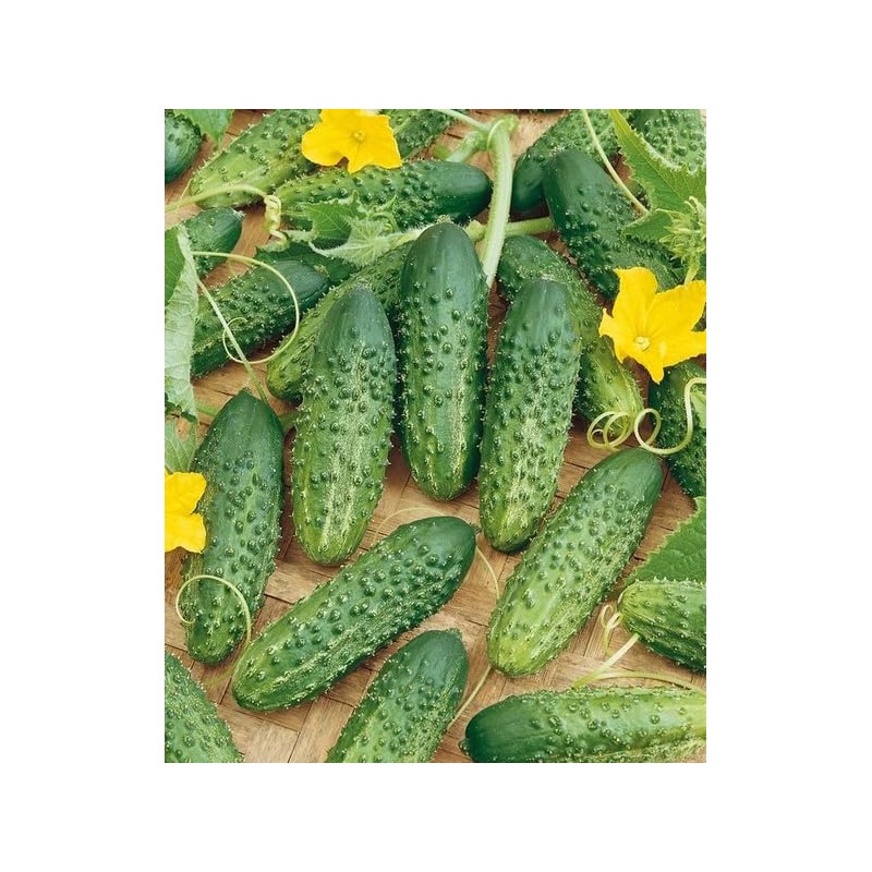 SeedsUP - 40+ Seeds Cucumber Parisian Gherkin - Vegetable Open-Pollinated