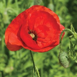 GardeningTreasures 250+ American Legion Poppy seeds