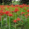 30 Inch Or 16 InchPlant Stakes for Flowers - 5