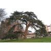 Cedrus libani: Cedar of Lebanon Seeds