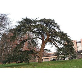 Cedrus libani: Cedar of Lebanon Seeds