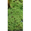 1 CUP of Live Azolla / Mosquito Fern - Aquarium
