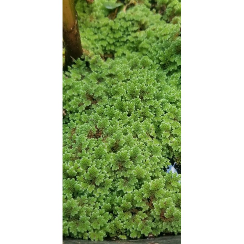 1 CUP of Live Azolla / Mosquito Fern - Aquarium