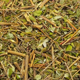 HERBALISTA Herbalista - Té de hojas sueltas premium de morón 114 g | Planta de la Vida | Synadenium Grantii | Té de bienestar natural, silvestre y sin OMG | Mak