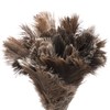Redecker Ostrich Feather Duster with Varnished Wooden Handle, Small, 13-3/4-Inches