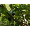 Chandelier Craft & Gardening Black Mission Fig Fruit Tree Twig