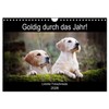 Goldig durch das Jahr! (Wandkalender 2026 DIN A4 quer), CALVENDO