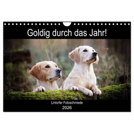 Goldig durch das Jahr! (Wandkalender 2026 DIN A4 quer), CALVENDO Monatskalender: Liebevoll ausgewählte Golden Retriever Motive begleiten durch die Jahreszeiten. (CALVENDO Tiere)