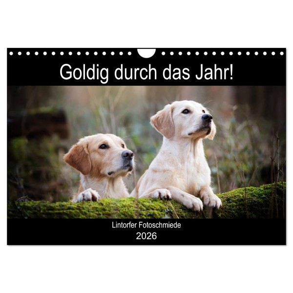Goldig durch das Jahr! (Wandkalender 2026 DIN A4 quer), CALVENDO