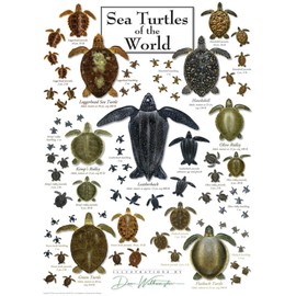 Heritage Puzzle Sea Turtles of The World - 550 Pieces Coastal Theme Jigsaw Puzzles for Adults by Dawn Witherington - Size 24"x18" – Educational Marine Life - Made in U.S.A.