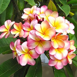 Toko Paras Toko Paras Frangipani Essential Oil 10ml, Red Plumeria, Balinese Massage & Spa Products