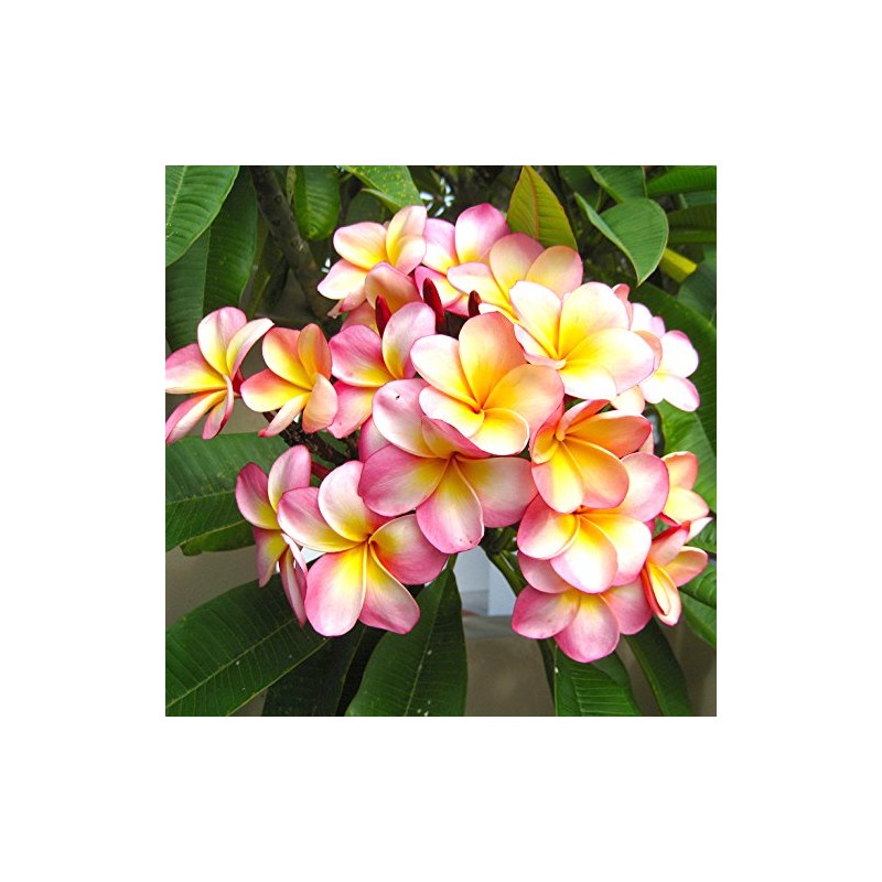 Toko Paras Toko Paras Frangipani Essential Oil 10ml, Red Plumeria,