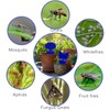Fruit Fly Traps, 60 Pack Blue Sticky Traps, Fungus Gnat