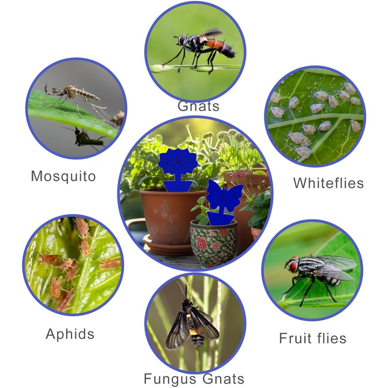 Fruit Fly Traps, 60 Pack Blue Sticky Traps, Fungus Gnat