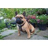 Bestia studded leather harness. French Bulldog size. 100% leather. Handmade