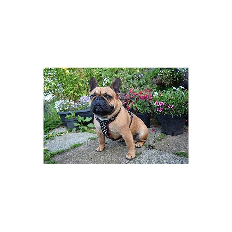 Bestia studded leather harness. French Bulldog size. 100% leather. Handmade