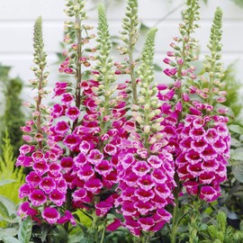 200Pcs Dwarf Foxglove Seeds Digitalis Grandiflora Beautiful Wild Flower Seeds for Planting Attracts Butterflies Attracts Pollinators Exotic Eye Appeal by YEGAOL Garden