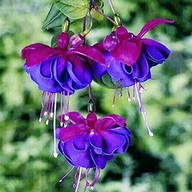 QAUZUY GARDEN 100 Fresh Seeds Double Blue Petals Fuchsia Seeds Perennial Potted Hanging Flowers for Home Plant Bonsai Attract Hummingbirds