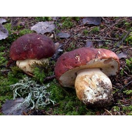 White Mushroom King Pine Bolete Mushroom (Boletus pinophilus) Mycelium Spawn Dried Seeds (25g) by Garden Pleasure