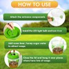 Wasp Traps for Hunting Wasps, Bees, Hornets, Insects, Yellow Jacket