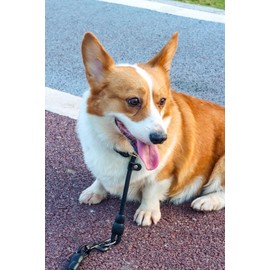 Mystercome Slip Collar, Dog Choker Collar, Nylon Dog Training Collar with Slidable Stopper No Pull Dog Collars Martingale Collars for Small Medium Large Dogs, Black, S