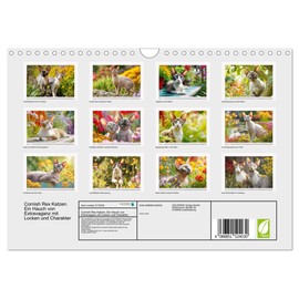 Cornish Rex cats. A touch of extravagance with curls and character, US-Version (Wall Calendar 2026 DIN A4 Landscape), CALVENDO 12 Month Wall Calendar