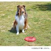 [OFT] K9 Anchor (35.4 inches (90 cm) Wire)