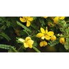 Oils and Herbs 100% Dried Senna Leaves 50 GMS Clean