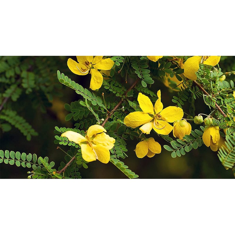 Oils and Herbs 100% Dried Senna Leaves 50 GMS Clean
