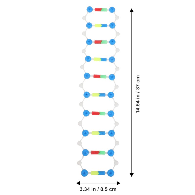 Abaodam Components of Double DNA Model DNA Model Kit DNA