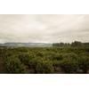 Raw Hazelnuts - 8 Oz Bag
