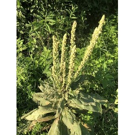 Organic Bulk Mullein Seeds (Verbascum thapsus) 500 Seeds (0.5 Grams) - Aaron’s Rod, Great Mullein, Common Mullein, Velvet Plant, Toilet Paper Plant