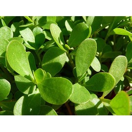 The Gardening World 5000 GREEN PURSLANE SEEDS Herb Portulaca Oleracea - Non-GMO - Always Fresh Seeds