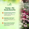 Outsidepride Mix Pentas Seeds - 25 Pcs Perennial Flower Seeds