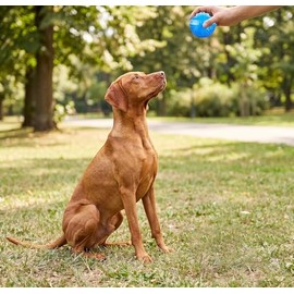 PETSMORE  Pelota Masticable para Perros  Juguete Mordedor Chillón de Goma  Dos Texturas Diferentes  Ideal para Perros Pequeños y Medianos  Reduce...  