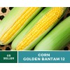 Southern Seeds Corn, Golden Bantam (12 Row) seeds - Heirloom