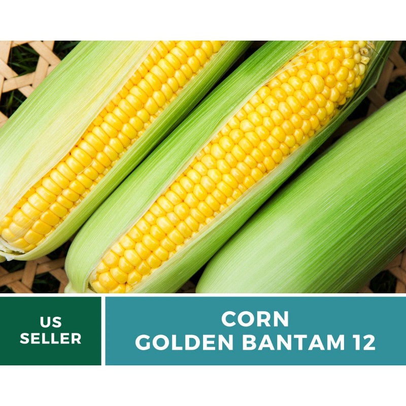 Southern Seeds Corn, Golden Bantam (12 Row) seeds - Heirloom