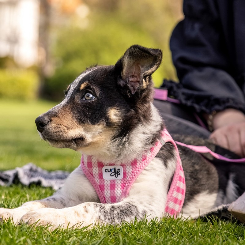Vest Harness Curli Clasp Air Mesh Pink-Chequered 2XS & Leash