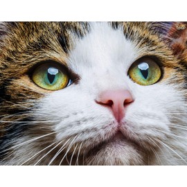 I LOVE MY PETS LLC cat Vitamins for Eyes - CAT Eye Health Complex - Premium Benefits - Real Support - cat Vitamin c - 2 Bottles (120 Treats)