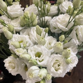Lisianthus Flower Seeds for Planting - 50 Annual Lisianthus White Sapphire Double Flower Seeds