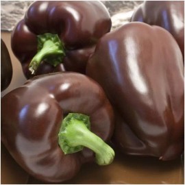 Southeast Seeds Chocolate Beauty Bell Pepper, NON-GMO, Heirloom, Variety Sizes, FREE SHIPPING - 50 Seeds